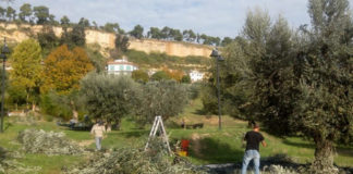 Raccolta olive pubbliche a Grottammare, riaperto il bando di concessione