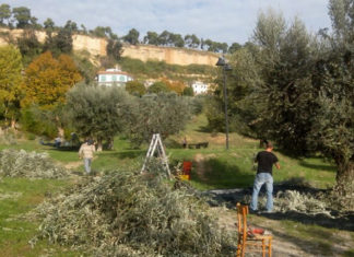 Raccolta olive pubbliche a Grottammare, riaperto il bando di concessione
