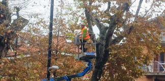 Verde a Grottammare, in sicurezza i grandi alberi della Statale 16