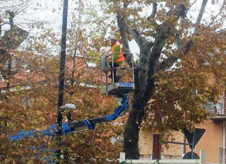 Verde a Grottammare, in sicurezza i grandi alberi della Statale 16