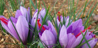 I misteri dello zafferano e il giallo in poesia, domenica 4 novembre a Jesi