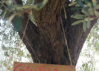 PortoGrande, adozione di un albero di ulivo per “Il Marcuzzo”