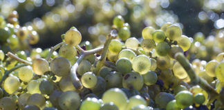 Record di partecipanti per il Marcuzzo, vino e degustazioni al PortoGrande fino all’11 novembre