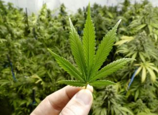 “Cannabis Light: finalità agricole e problematiche”, convegno il 16 novembre all’Auditorium Comunale