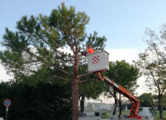 Grottammare, sacrificato un pino in via Salvo d’Acquisto per i lavori sul marciapiede