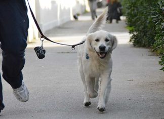 Ripatransone, deiezioni canine in strada. «Facciamo l’esame del dna e multa ai furbetti»