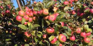 La Mela Rosa dei Monti Sibillini nella letteratura scientifica internazionale grazie ad una ricerca Unicam