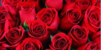 Rose e orchidee sono i fiori più richiesti per San Valentino