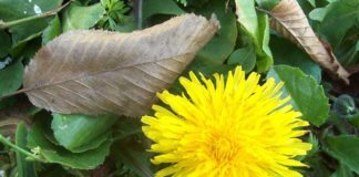 Aspettando Primavera. Pensieri in volo verso la nuova stagione