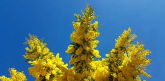 La mimosa e i suoi fiori di luce, un dono simbolico
