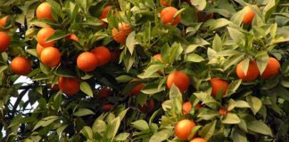 Gli agrumi di Grottammare in mostra a Roma con l’Arancio Biondo del Piceno