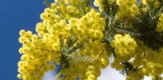 Per la “Festa della donna” regaliamo mimose, ma attenzione ai prezzi