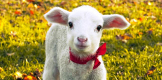 La sorpresa pasquale e il ricordo di quel bianco agnellino