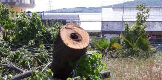 Abbattuti nove tigli malati in via Torino, le piante erano a forte rischio di caduta