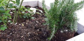 Grottammare, ancora furti nelle aiuole cittadine. Sparite le essenze aromatiche in piazza Alighieri