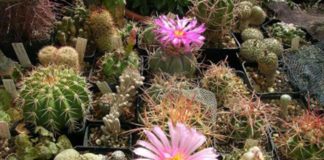 “Cactus al mare”, piante grasse in mostra il 29 e 30 giugno a Grottammare