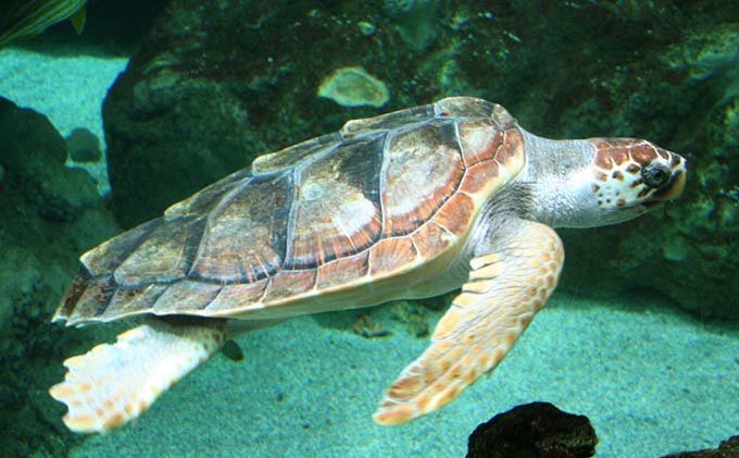 2019-07-16_tartaruga caretta caretta