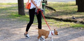 “Giornata del Camminare”, a Macerata passeggiata ecologica con i cani