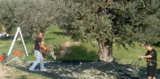 Olive pubbliche, parte la raccolta a Grottammare
