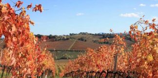 Lacrima di Morro d’Alba e Tartufo di Acqualagna, una deliziosa unione tra eccellenze