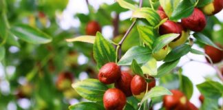 Il brodo di giuggiole, alla riscoperta delle ricette dimenticate