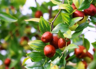 Il brodo di giuggiole, alla riscoperta delle ricette dimenticate