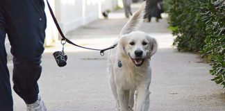 “ConFido in te”, a Grottammare un incontro sulle adozioni canine