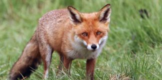 Più stupidi che furbi