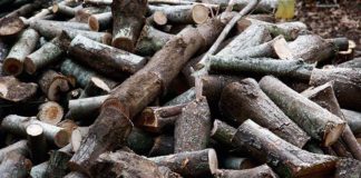 Grottammare, asta pubblica per legname di quercia