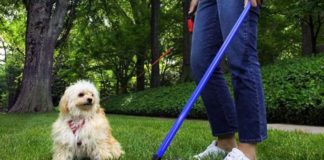 Escrementi dei cani sui marciapiedi, la proposta di Armata: «Esame del Dna e multa a chi non pulisce»