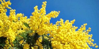 Giornata della donna, il messaggio del Comune di Ascoli per ricordare l’8 marzo