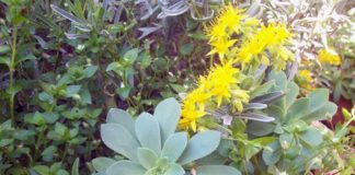 L’orto dei miei ricordi