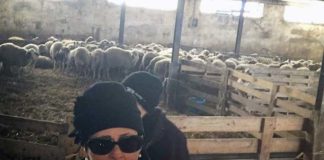 Coronavirus, Agricoltura Marche: bando da 600mila euro per il settore del latte e degli agnelli