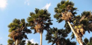 Palme Washingtonia a Grottammare per scoraggiare il punteruolo rosso