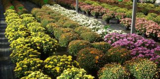 Piattaforma 210, dalla Regione 2 milioni per le imprese florovivaistiche marchigiane