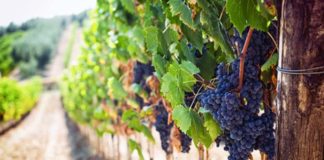 Viticoltura di precisione, seminario tecnico all’istituto “Celso Ulpiani” di Ascoli