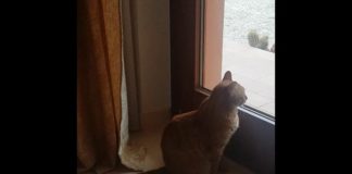 Incontri su Cesare Pavese: la poesia “I gatti lo sapranno” interpretata da Americo Marconi