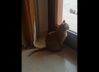 Incontri su Cesare Pavese: la poesia “I gatti lo sapranno” interpretata da Americo Marconi