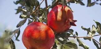 Il melograno e i suoi frutti: tra ricordi, miti, arte