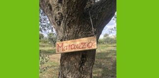 L’Associazione “Il Marcuzzo” ha adottato un albero d’ulivo a distanza