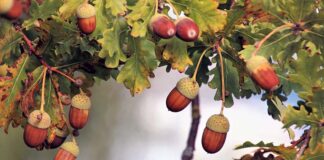 La ghianda: il frutto della quercia tra storia e simbologie