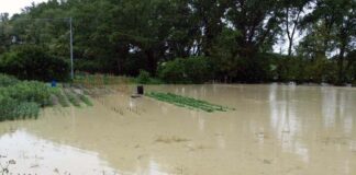 Alluvione Marche, la Giunta regionale attiva 4,2 milioni di fondo per sostenere le imprese colpite