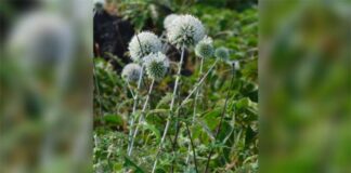 Unicam, scoperta una nuova pianta in India anche grazie al docente Fabio Conti