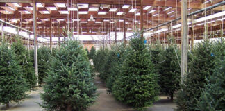 Alberi e stelle di Natale, non si rinuncia alla tradizione