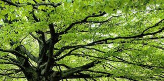 Coldiretti Marche, alberi anti inquinamento: occasione di rilancio anche per i vivai penalizzati dal Covid