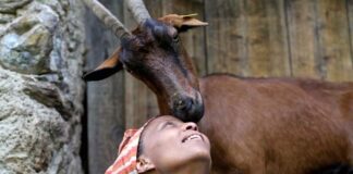 Spezzata la vita di Agitu, felice tra le sue capre