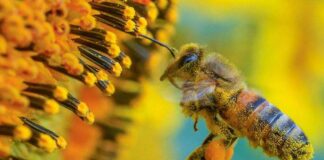 “Polline e ortaggi”, l’importanza delle api: scuole al Parco I Maggio di Grottammare