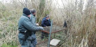 Grottammare, al via il piano di cattura dei cinghiali: posizionata una gabbia