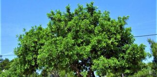 Il carrubo e il pane di San Giovanni