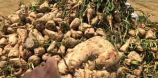 Coldiretti Marche, barbabietola da zucchero: definito e in via di liquidazione il premio per i produttori